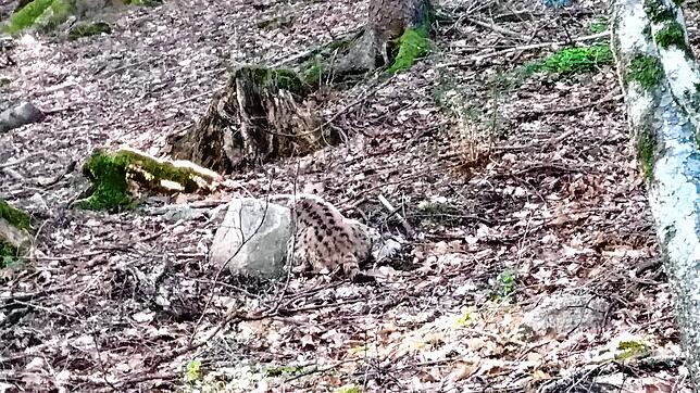Ende Mai wurde dieser tote Luchs von einer Fußgängerin gefunden.