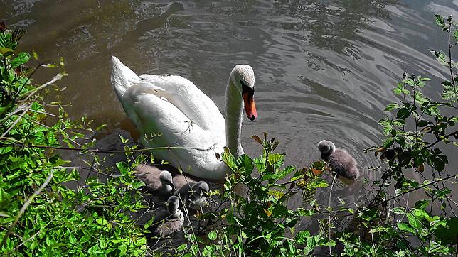 Nicht nur Schwäne leben im Vogelschutzgebiet in Brennet, wo die Wehra in den Rhein mündet.