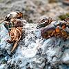 Tote Kamberkrebse von beachtlicher Größe liegen beim Steg an der Bodensee-Therme Konstanz auf dem trockenen Uferbereich.