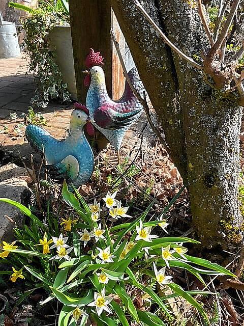 Fotografiert in Tiengen.