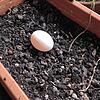 Ohne Nest sehr selten: Ein Taubenei im Blumenkasten auf einem Balkon in Waldshut-Tiengen.
