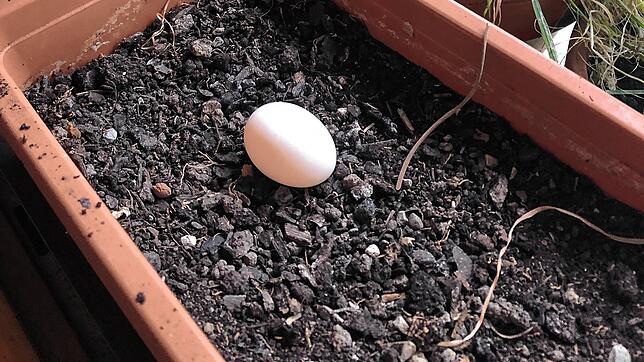 Ohne Nest sehr selten: Ein Taubenei im Blumenkasten auf einem Balkon in Waldshut-Tiengen.