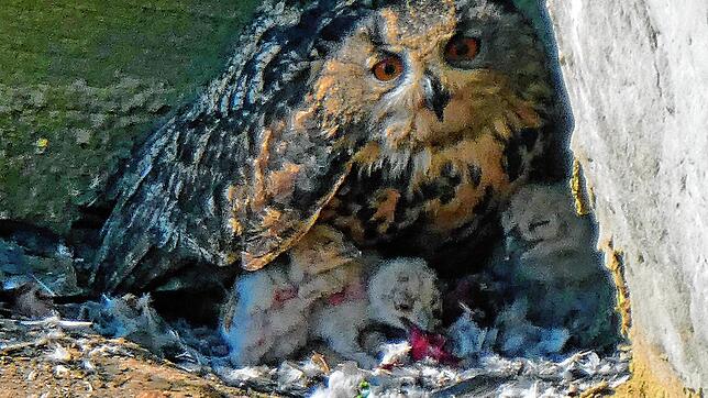 Die jetzt verstorben Uhu-Mutter mit ihren drei Uhubabys bei der Mahlzeit.