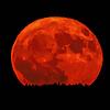 Der Erdbeermond, direkt bei seinem Aufgang vom Fürstenberg auf der Baar aus fotografiert.