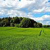 Das malerische Bild, das das Gebiet Vogelsang abgibt, könnte erhalten bleiben: Links im Bereich des Waldes kommt nun vielleicht doch ...