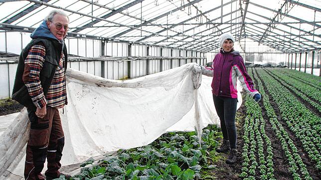 Nur die Plane schützt das Gemüse vor Kälte. Bei der Solidarischen Landwirtschaft mit dem Reichenauer Landwirt Josef Müller und ...