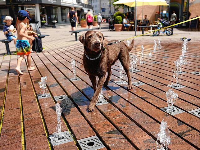 Der dreijährige Sam holt sich wie die Zweibeiner am Antoniusplatz in Friedrichshafen seine Erfrischung bei den Fontänen ab.