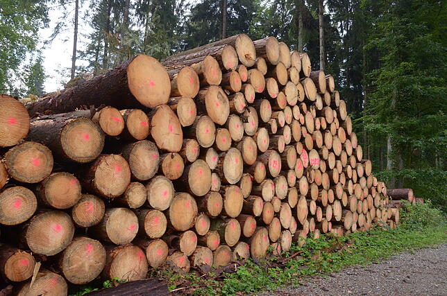 Käfer-Holz in großen Mengen fällt derzeit aufgrund der langen Trockenperiode an.