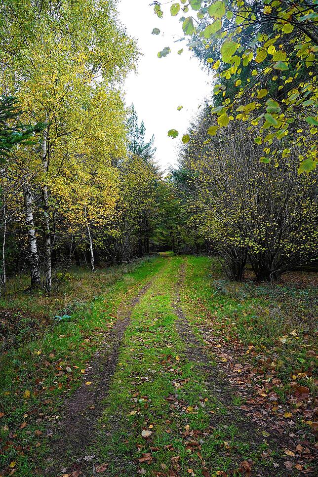 Der Herbstwald in der unmittelbaren Umgebung lädt zu ausgedehnten Spaziergängen ein.