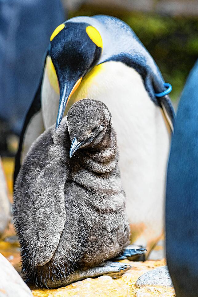 Bild 4: Rosenkrieg auf der Pinguin-Anlage: Dieses Baby ist heiß begehrt