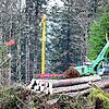 Spektakulär ist im Wald der Einsatz des Seilkrans, der mit einem Radbagger zusammenarbeitet. Er dient auch im Bereich Bregtal der ...