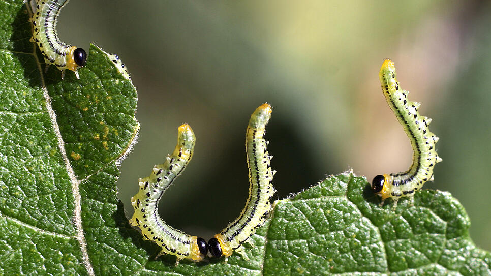 Diese kleinen Raupen lassen sich ein Blatt einer wild gewachsenen Weide in einem Garten im Schwarzwald-Baar-Kreis schmecken. Es sind ...