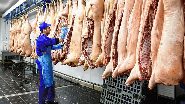 Ein Metzger zerteilt in einem Großbetrieb Schweinehälften. Von solchen Mengen sind die beiden Schlachthöfe im Landkreis weit entfernt. ...