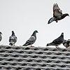 Rund 120 Zuchttauben flattern seit einiger Zeit durch Zimmern. Der Gemeinderat ist über die Problematik nicht erfreut und sucht nach ...