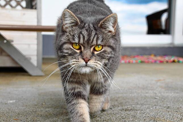 Die Katzen können auf dem umzäunten Gelände der „Villa Samtpfötchen“ frei herumtigern.