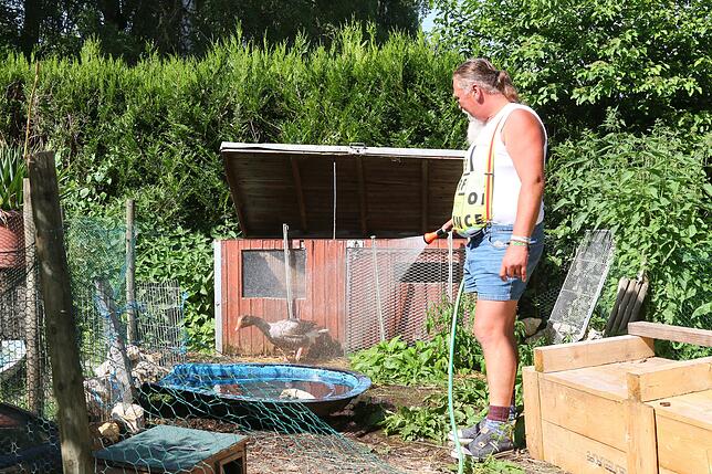 Wasser für das Gänsebad: Bei Thomas Braun hat jedes Tier sein eigenes Plätzchen zum Wohlfühlen.