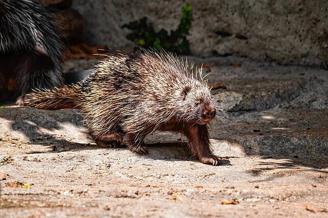 Ein Baumstachler.