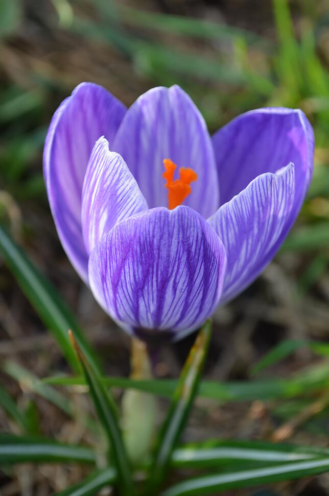 Da Wildbienen bereits früh im Jahr aktiv werden, schätzen sie Frühblüher, wie beispielsweise Krokusse oder Narzissen.