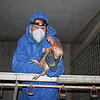 Eine Helferin mit Huhn bei der Ausstallung auf einem Bodenhaltungs Hof am 07.12. im Raum Freiburg