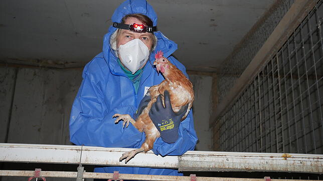 Eine Helferin mit Huhn bei der Ausstallung auf einem Bodenhaltungs Hof am 07.12. im Raum Freiburg