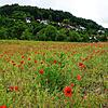 Noch blüht üppig der Klatschmohn, bald werden Häuser in dem neuen Baugebiet unterhalb des Dillendorfer Friedhofes am Rundweg Nr. 8 stehen.