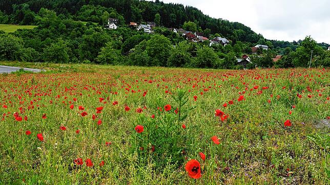 Noch blüht üppig der Klatschmohn, bald werden Häuser in dem neuen Baugebiet unterhalb des Dillendorfer Friedhofes am Rundweg Nr. 8 stehen.