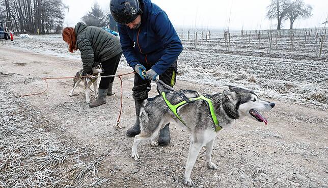 Gabi und Andreas Stocker legen die Huskys das Geschirr an.