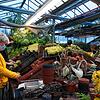 Arbeiten für den Sommerflor: Mitarbeiterinnen der Stadtgärtnerei Waldshut-Tiengen topfen gezogene, kleine Papageienblatt-Pflänzchen in ...