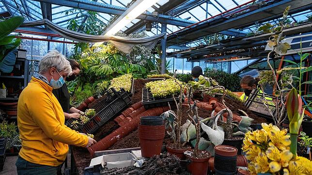 Arbeiten für den Sommerflor: Mitarbeiterinnen der Stadtgärtnerei Waldshut-Tiengen topfen gezogene, kleine Papageienblatt-Pflänzchen in ...
