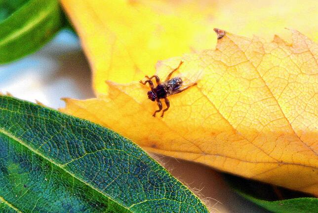 Früher als sonst ist die blutsaugende Hirschlausfliege unterwegs. Gefährlichkeit und Verbreitung des Parasiten sind kaum erforscht.