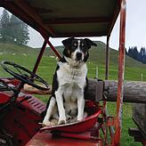 Ihr bester Freund auf der Alp: der kluge Rex!