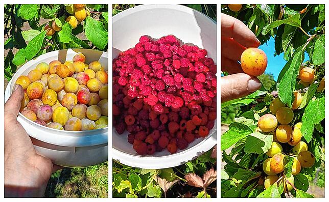 Im Sommer wird gepflückt, was später zum Obstbrand wird (von links): Zibarten, Himbeeren und Mirabellen.