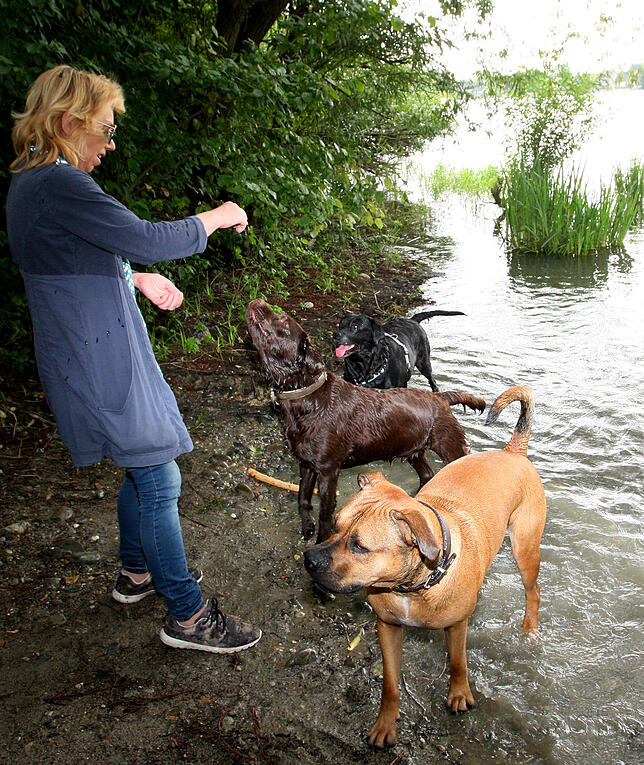 Auch die Hunde wollen mal baden. Brigitte Maierhofer sucht schon ruhige Stellen am Rhein jenseits der Bleiche auf. Aber sie werden ...
