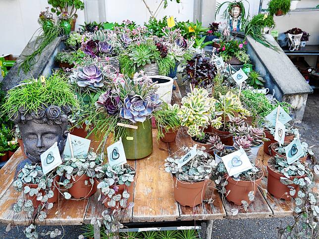 Impressionen von der Gartenlust-Ausstellung im Park von Schloss Schönau