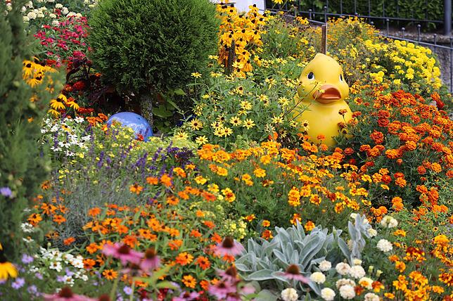 In diesem von einem Entlein überwachten Blumenbeet überwiegt die Farbe gelb. Hier fliegen viele Schmetterlinge und überall ist ...