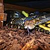 Diese beiden Pythons haben ein neues Zuhause im Reptilienhaus Uhldingen: die sechs Meter lange Antonia II. (vorne) und der vier Meter ...