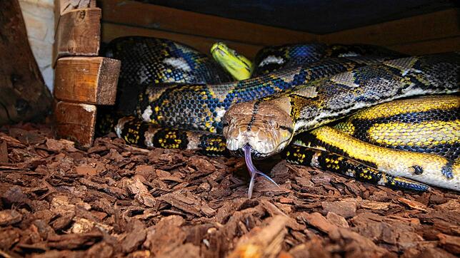 Diese beiden Pythons haben ein neues Zuhause im Reptilienhaus Uhldingen: die sechs Meter lange Antonia II. (vorne) und der vier Meter ...