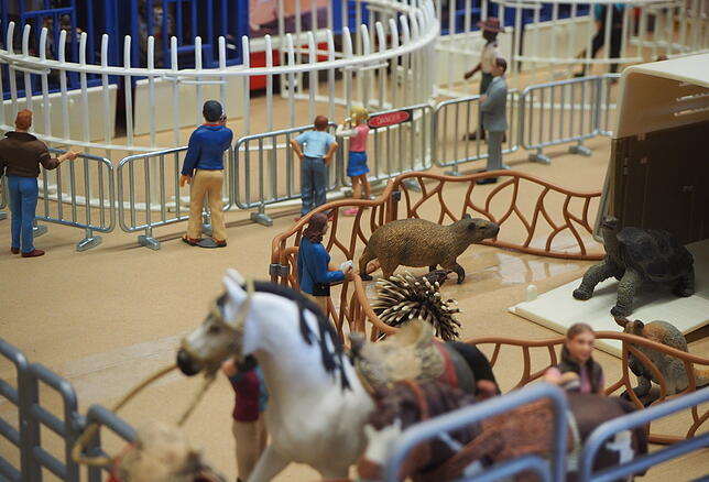 Auch exotische Tiere wie Schildkröten, Känguru, Seehund und Flusspferd sind in der Tierschau des „Big American Circus“ zuhause.
