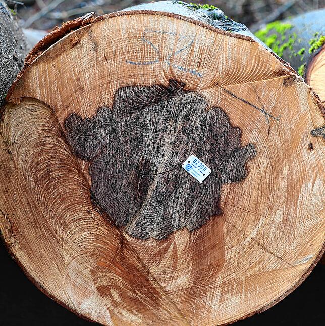 Dieser braune Kern verläuft den ganzen Baum in der Mitte hoch und ist ein Zeichen dafür, dass der Baum krank ist und gefällt werden ...