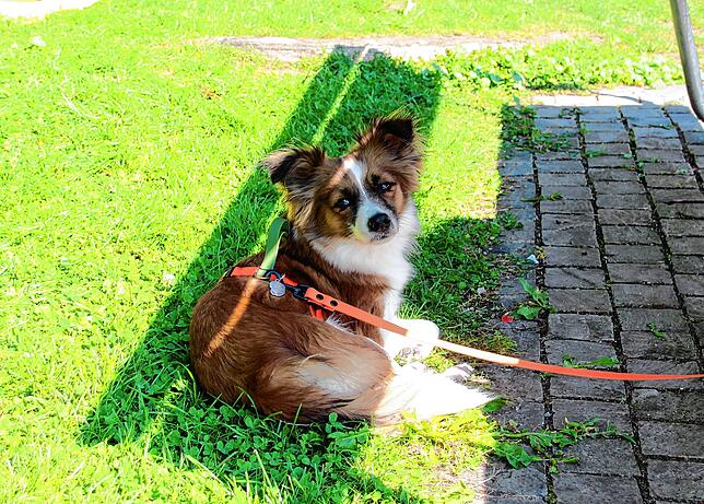 Hündin Susi sucht Zuflucht im Schatten.