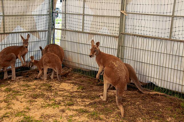 Skippy (rechts im Bild) und seine Artgenossen im Gehege.