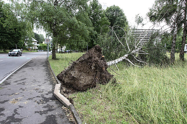 Schlimmer Sturm 2017: Sogar eine 15 Meter hohe Birke wurde entwurzelt.