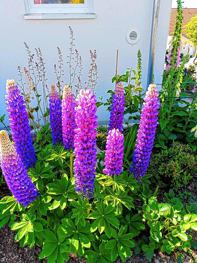 Bild 8: #SKverbindet: Das sind die schönsten Gartenprojekte unserer Leser