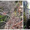 Links: Der Kreis unten zeigt einen Teil der alten Treppenanlage am Fuß der Marienschlucht. Der rote Pfosten und die Farbe am Baum ...