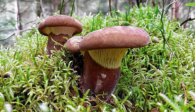 Ein Samtfuß-Holzkrempling: Diese Art mit teils riesigen Fruchtkörpern ist aktuell sehr häufig in Nadelwäldern anzutreffen. Allerdings ...