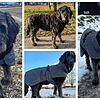 Awell liebt Spaziergänge bei jedem Wetter. Na ja, meistens vermutlich. Awell macht das ehrenamtlich. Sie ist der Wetterhund von Reinhard ...
