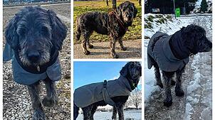 Awell liebt Spaziergänge bei jedem Wetter. Na ja, meistens vermutlich. Awell macht das ehrenamtlich. Sie ist der Wetterhund von Reinhard ...