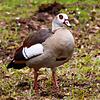 Eine Nilgans im Donaueschinger Schlosspark. In Bräunlingen werden sie und die Graugans bereits bejagt, um die heimische Tierwelt zu ...