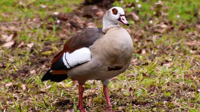 Eine Nilgans im Donaueschinger Schlosspark. In Bräunlingen werden sie und die Graugans bereits bejagt, um die heimische Tierwelt zu ...