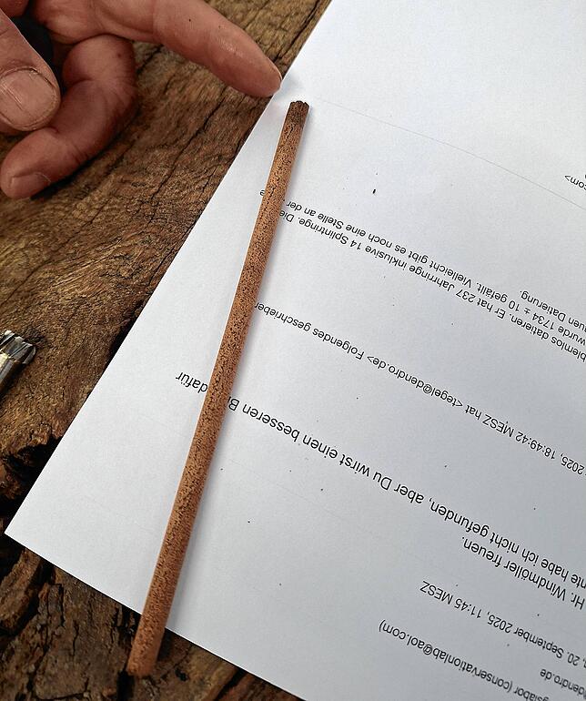 Wie ein Bleistift: Der Bohrkern für die dendrochronologische Untersuchung des Holzes der Säule.